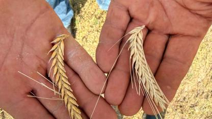 Bayram: Süleymanhacı Köyündeki Sertifikalı Arpa Tohumu Mağduriyetinin Takipçisiyiz