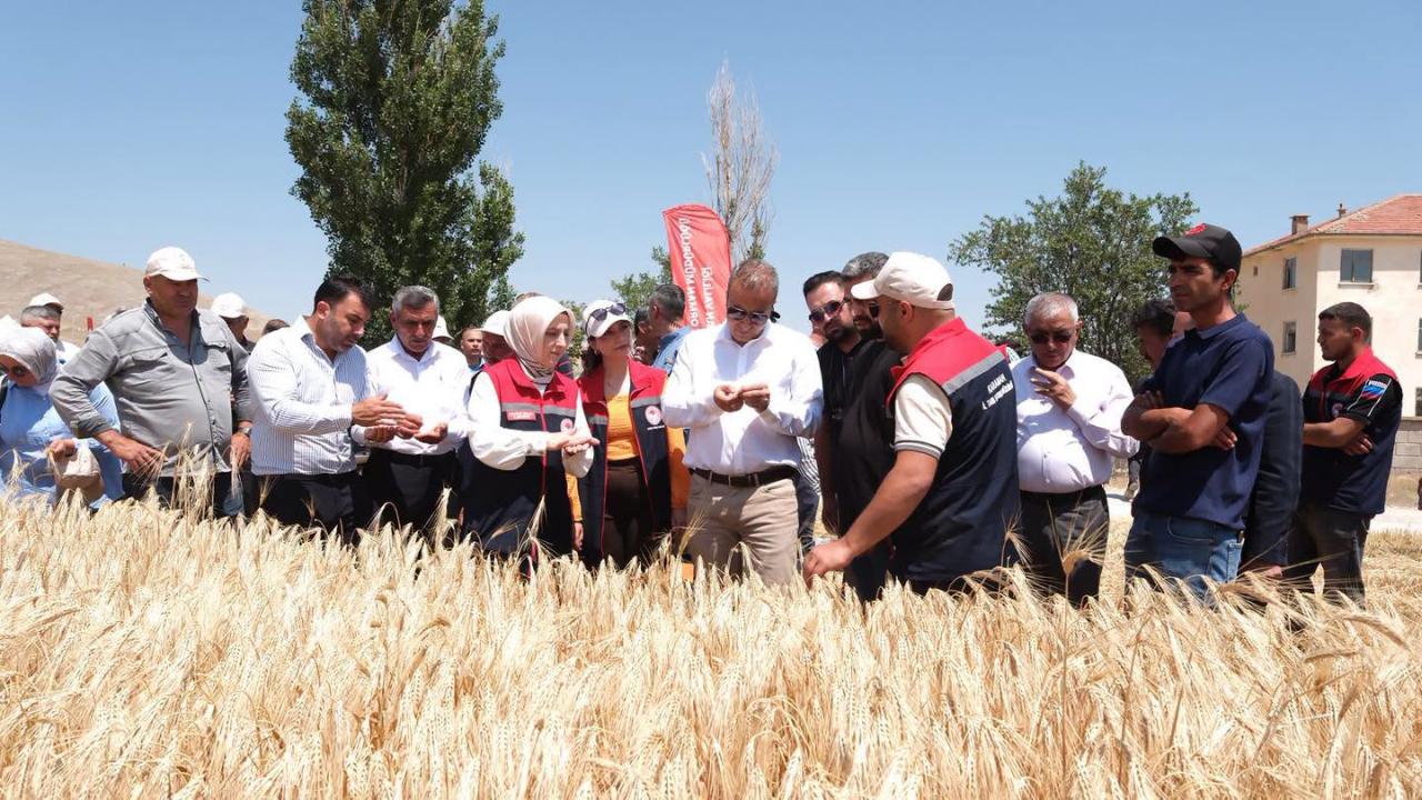 Karaman'da 7 Yerli ve Milli Arpa Çeşidinin Hasadı Yapıldı