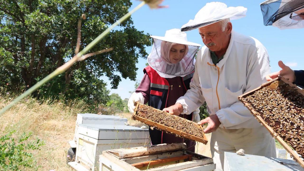 Karaman'da Ana Arı Üretimi Yerinde İncelendi: Yıllık 28 Bin Ana Arı Üretiliyor