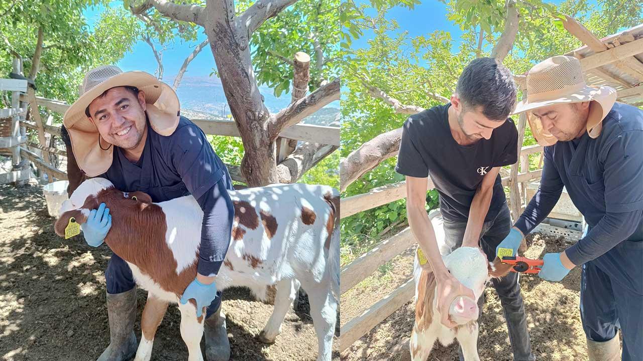 Karaman'da Üreticinin Sürüsü Güvence Altında: Başyayla'da Aşılama Mesaisi