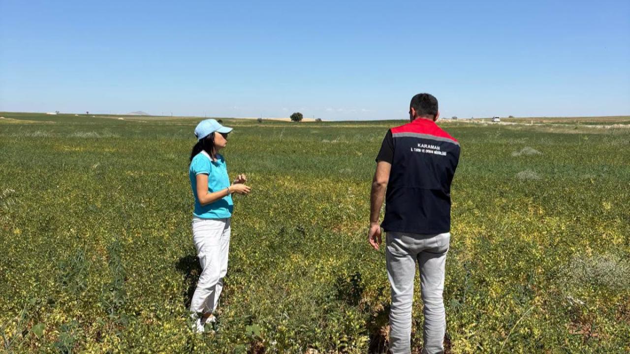 TAKE Projesi Kapsamında Dağıtılan Nohutlarda Hasat Öncesi Son Kontroller Yapıldı
